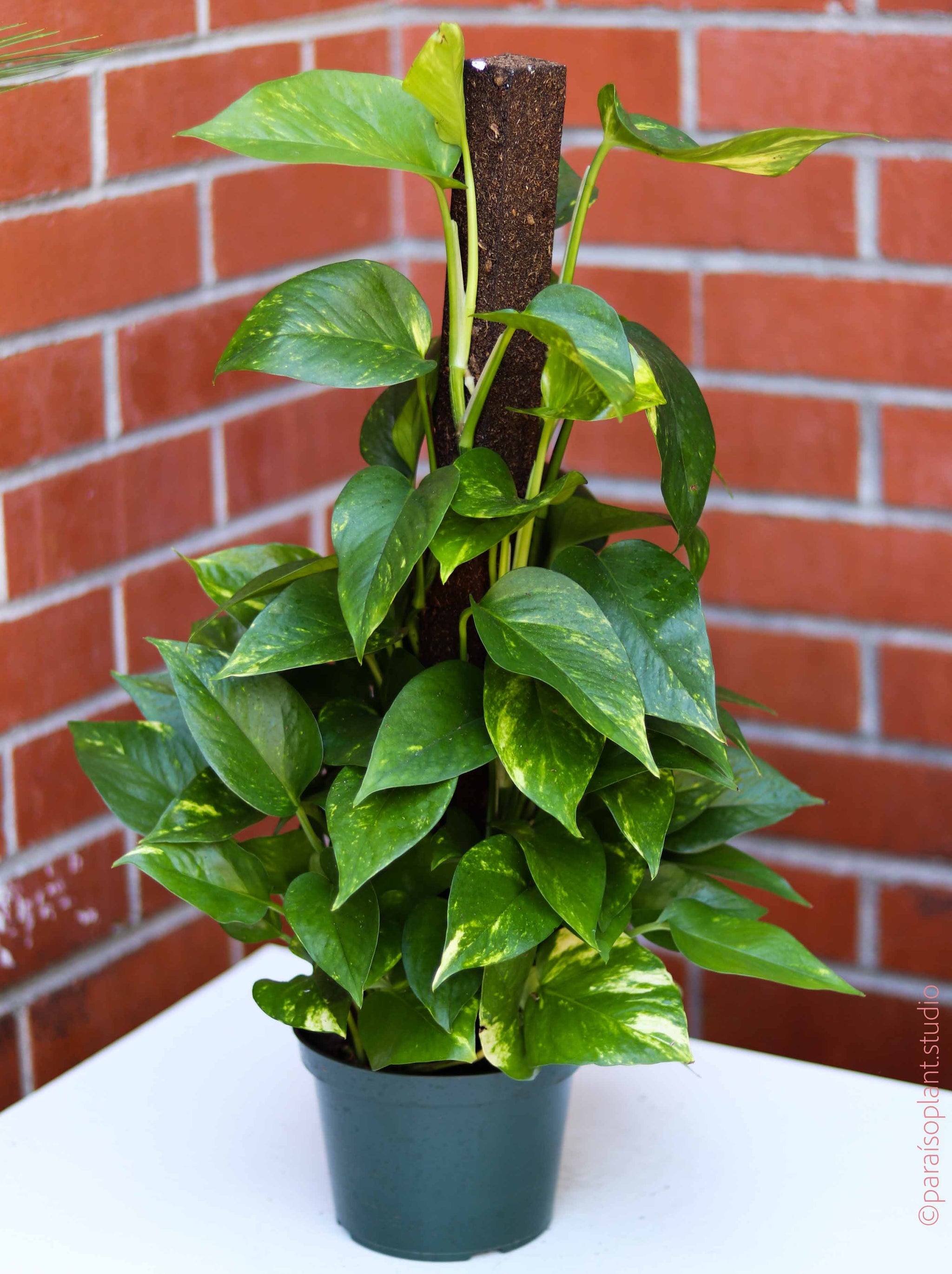 pothos on a pole plant 8in Golden Pothos on a pole – Paraíso Plant Studio