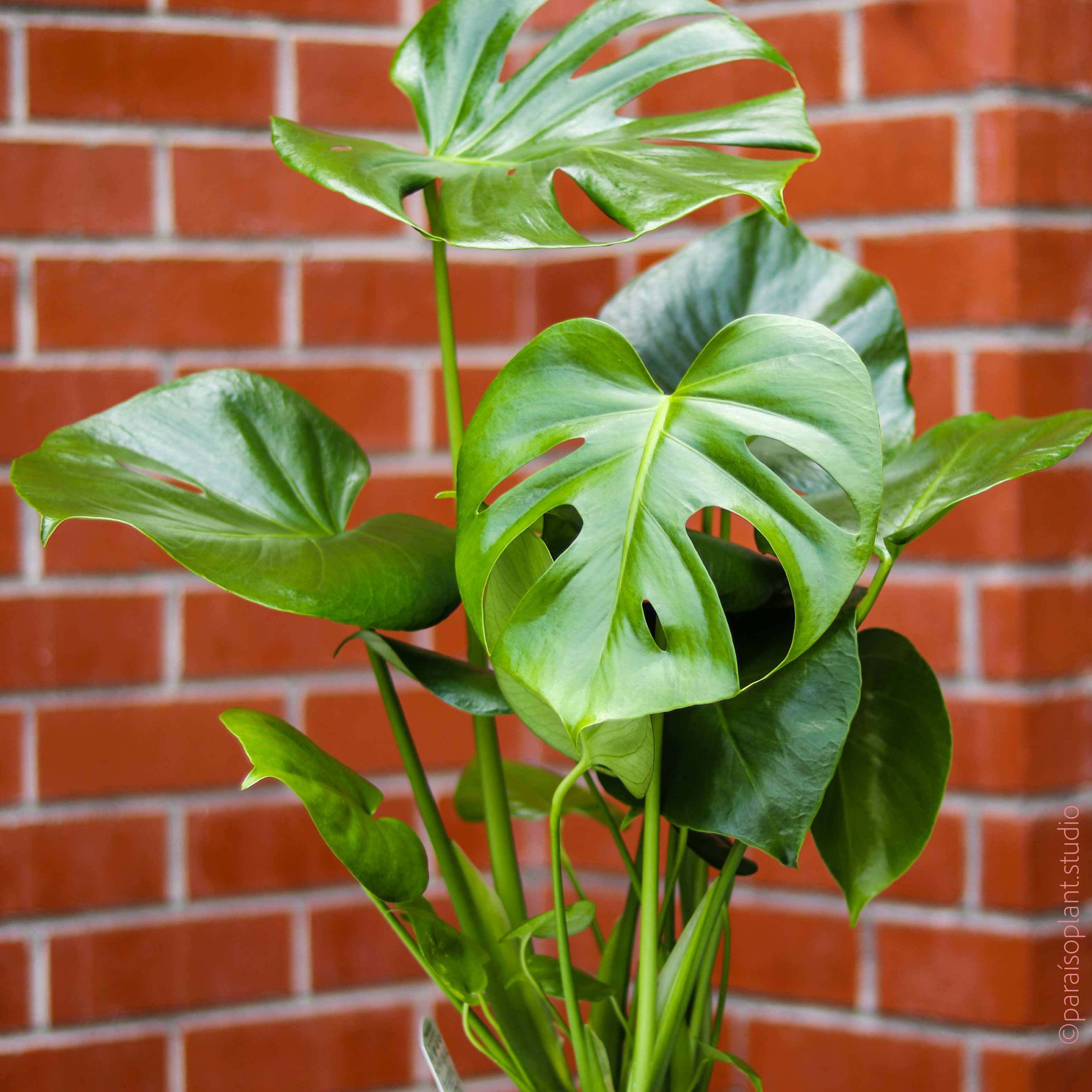 house plants monstera deliciosa 6in Monstera Deliciosa – Paraíso Plant Studio