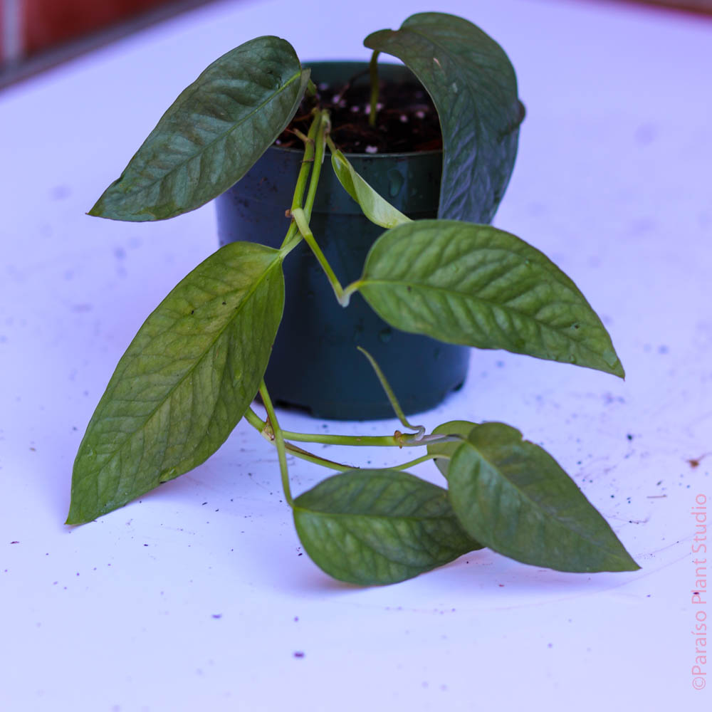 cebu blue pothos mature form Rare Cebu Blue Pothos - Epipremnum Pinnatum