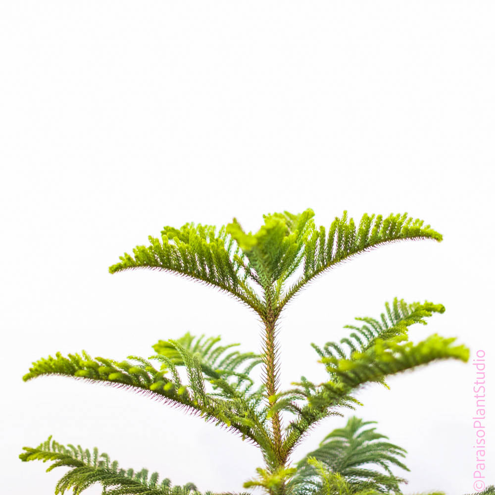 8in Norfolk Island Pine
