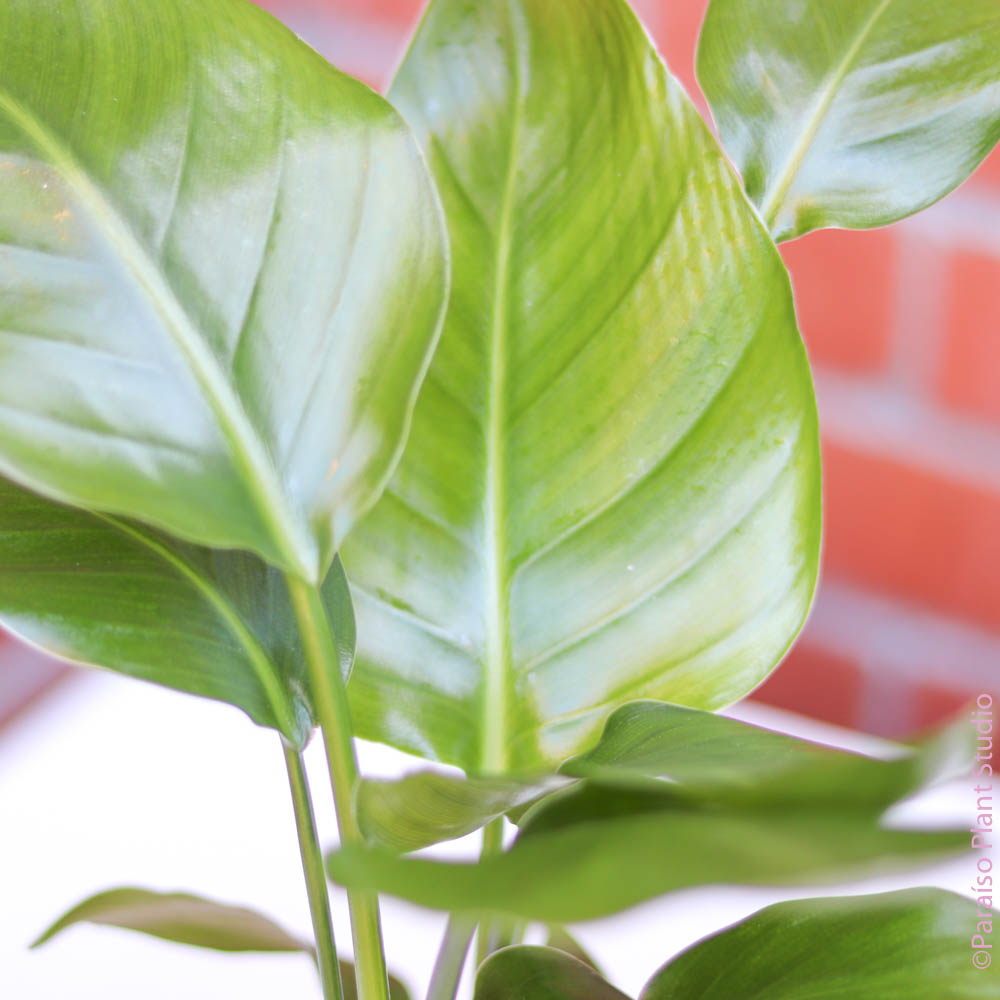 philodendron bird of paradise 4in-8in Bird of Paradise – Paraíso Plant Studio