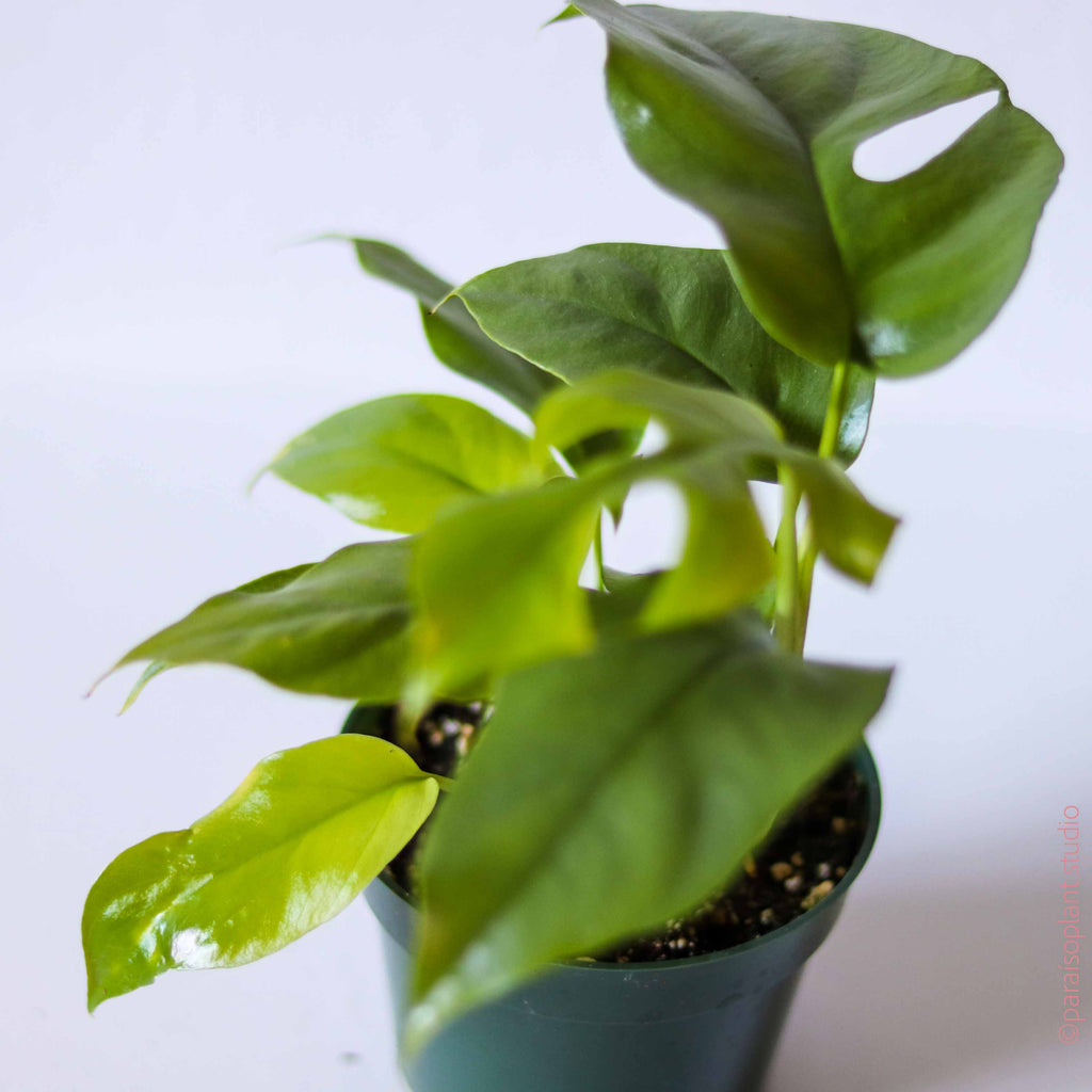 monstera deliciosa minima 4in Monstera Minima – Paraíso Plant Studio