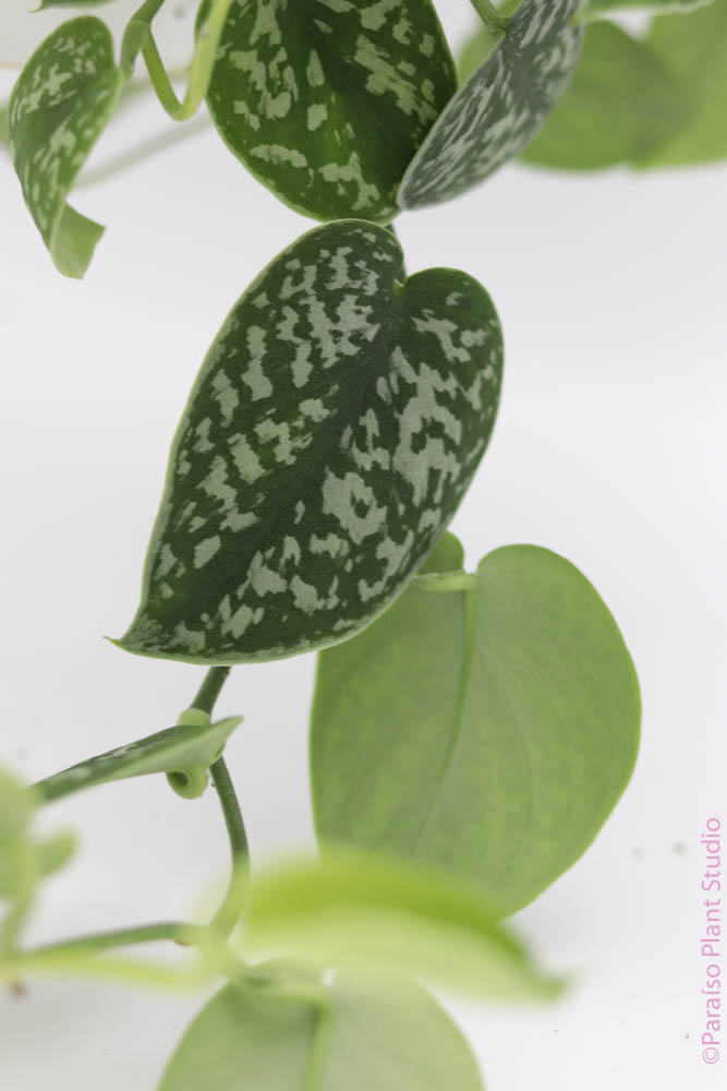 pothos plant wiki 6in Scindapsus Pictus 'Argyraeus'
