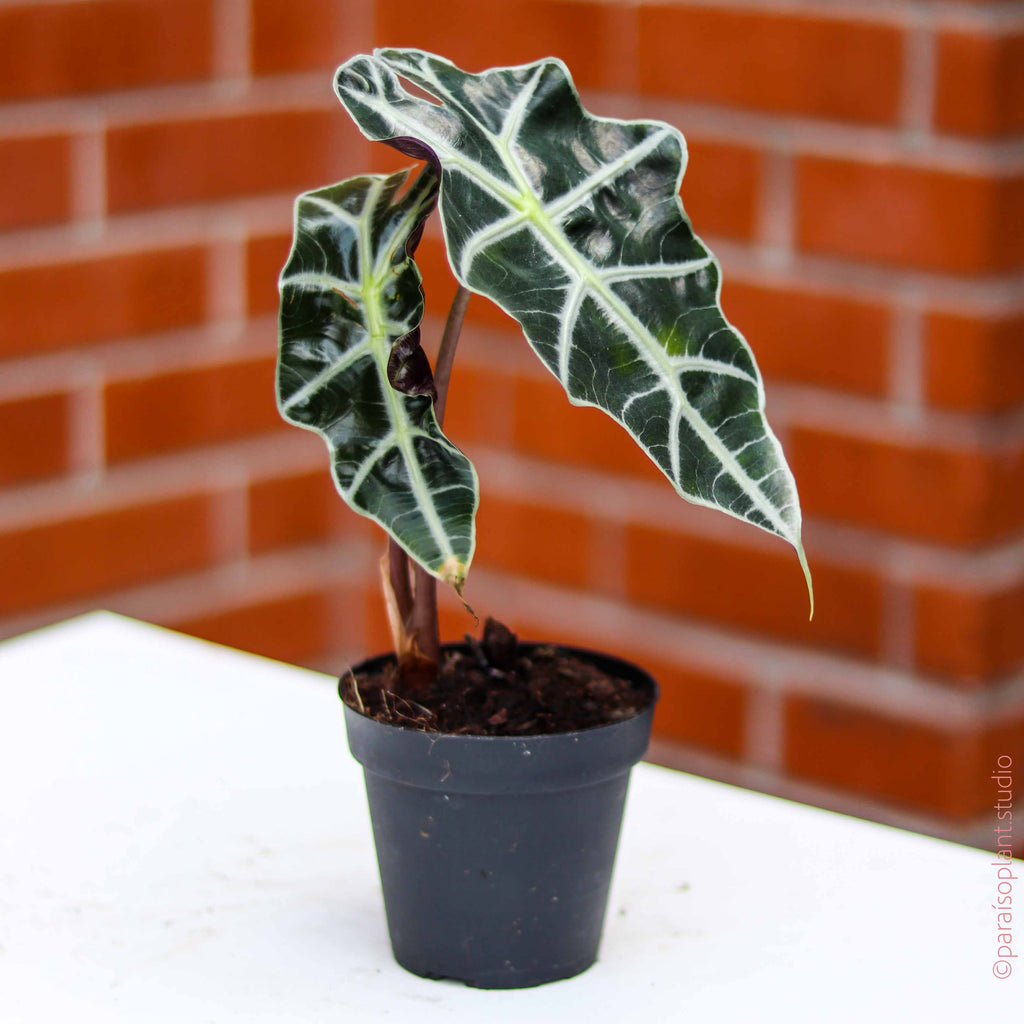 4in Alocasia 'African Mask’