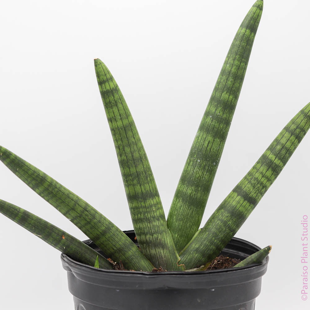 sansevieria starfish cats Sansevieria Starfish - Snake Plant