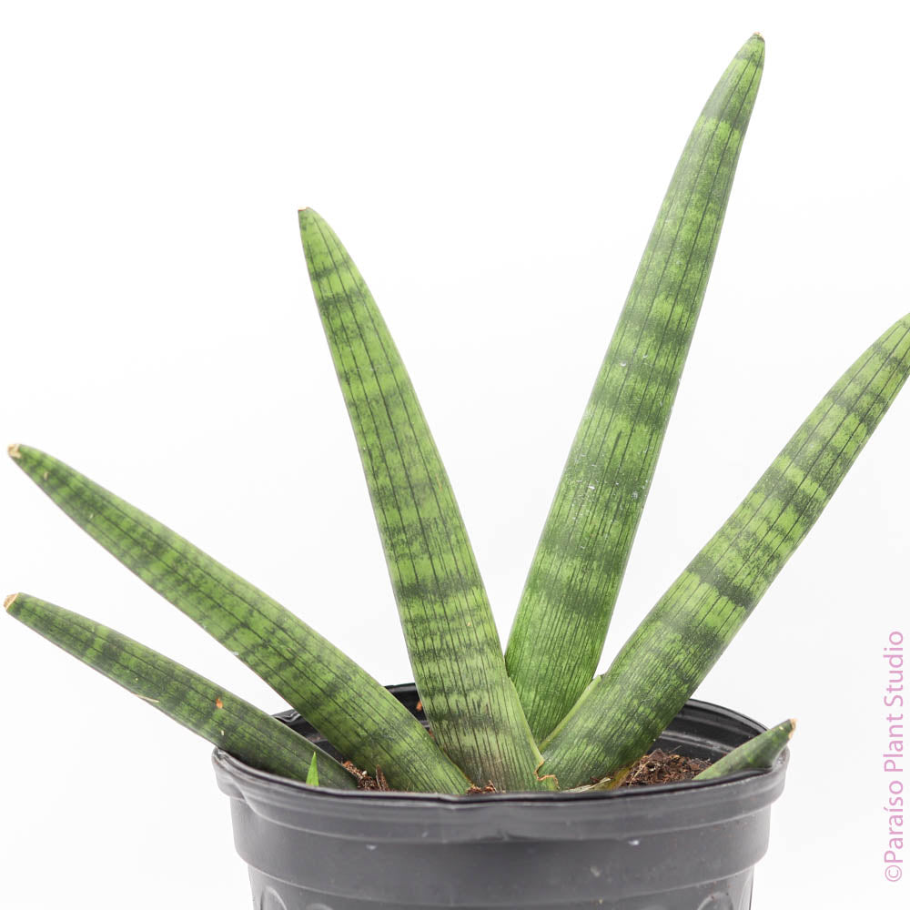 8 pot starfish snake plant Sansevieria Starfish - Snake Plant