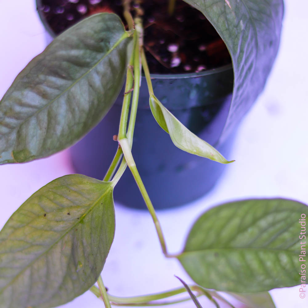 pothos cebu blue mature Rare Cebu Blue Pothos - Epipremnum Pinnatum