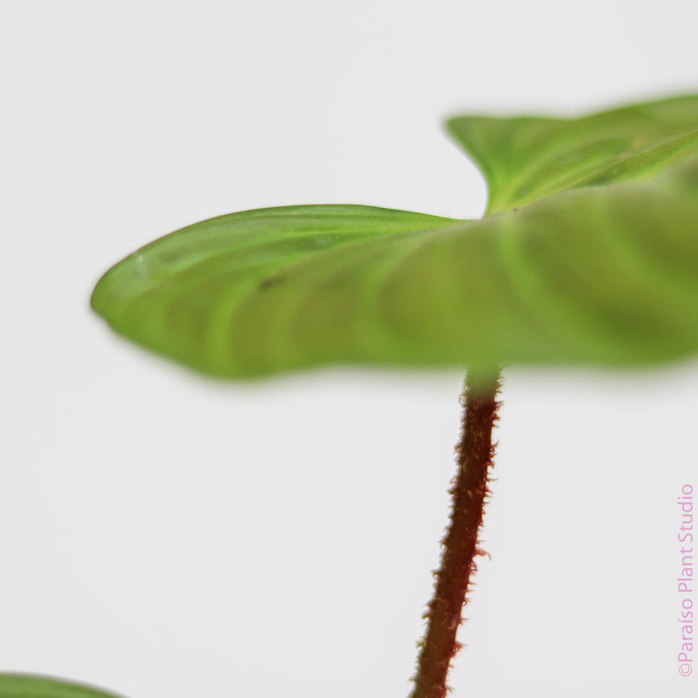 fuzzy petiole philodendron soil 6in Philodendron Fuzzy Petiole – Paraíso Plant Studio