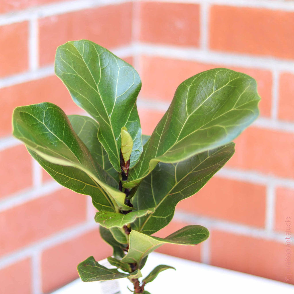 6in Ficus Lyrata 'Fiddle Leaf Fig'