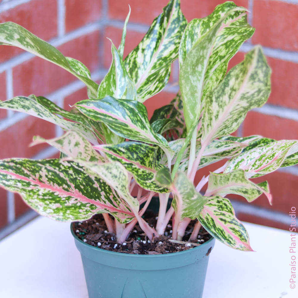 4in-6in Aglaonema Dazzling Gem