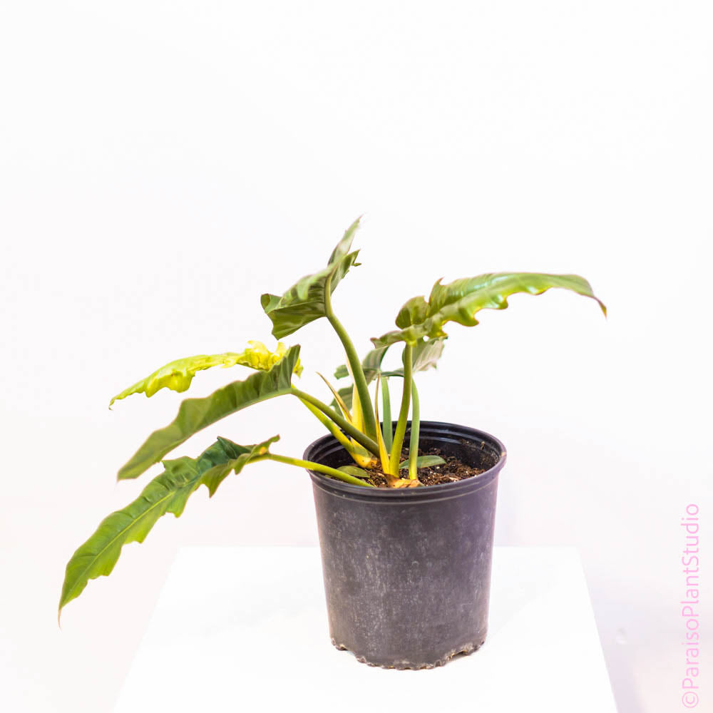philodendron ring of fire vs jungle boogie 10in Philodendron Jungle Boogie