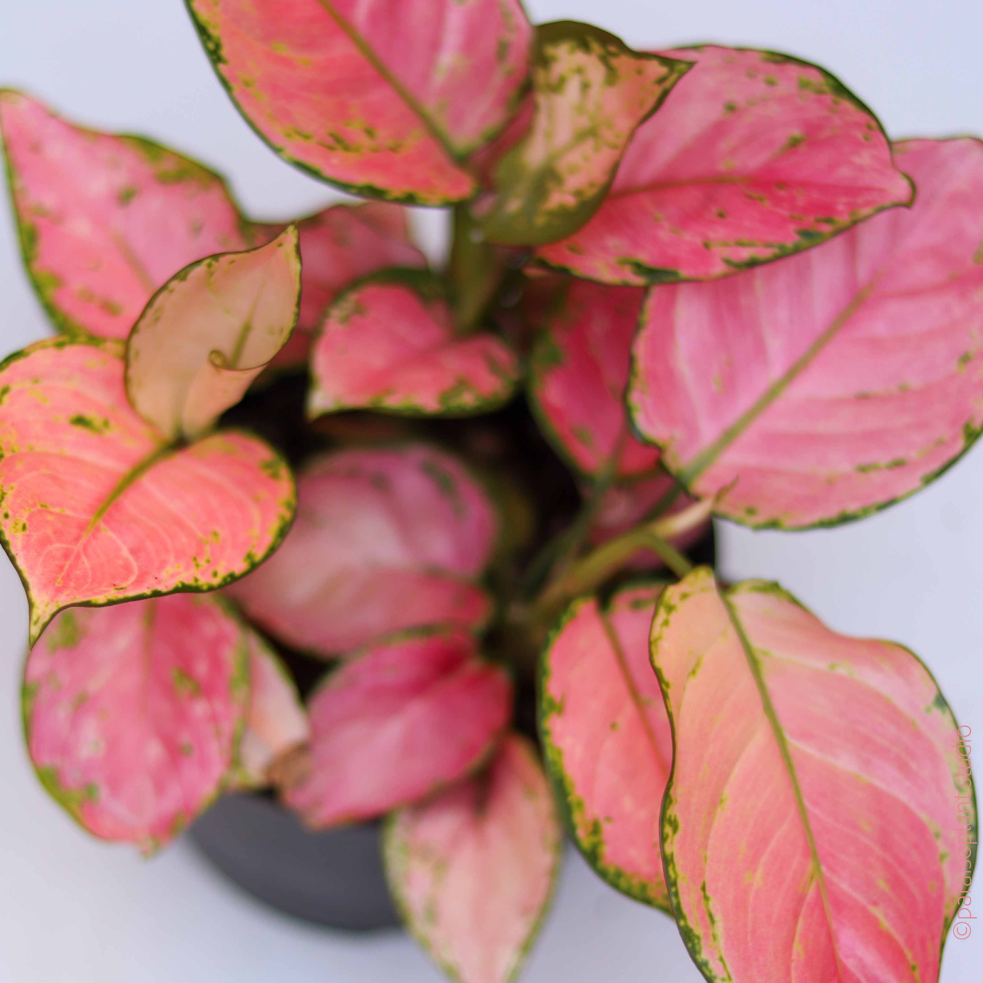 aglaonema pink hybrid 4in-8in Aglaonema Pink Hybrid