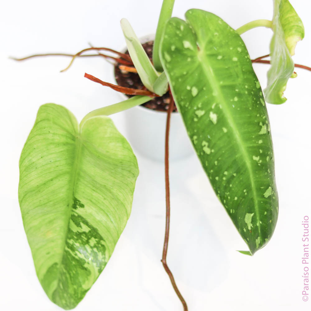 philodendron jose buono reverted 4in Philodendron Jose Buono – Paraíso Plant Studio