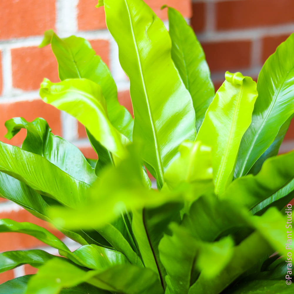 10in 'Bird's Nest Fern' Asplenium Nidus – Paraíso Plant Studio