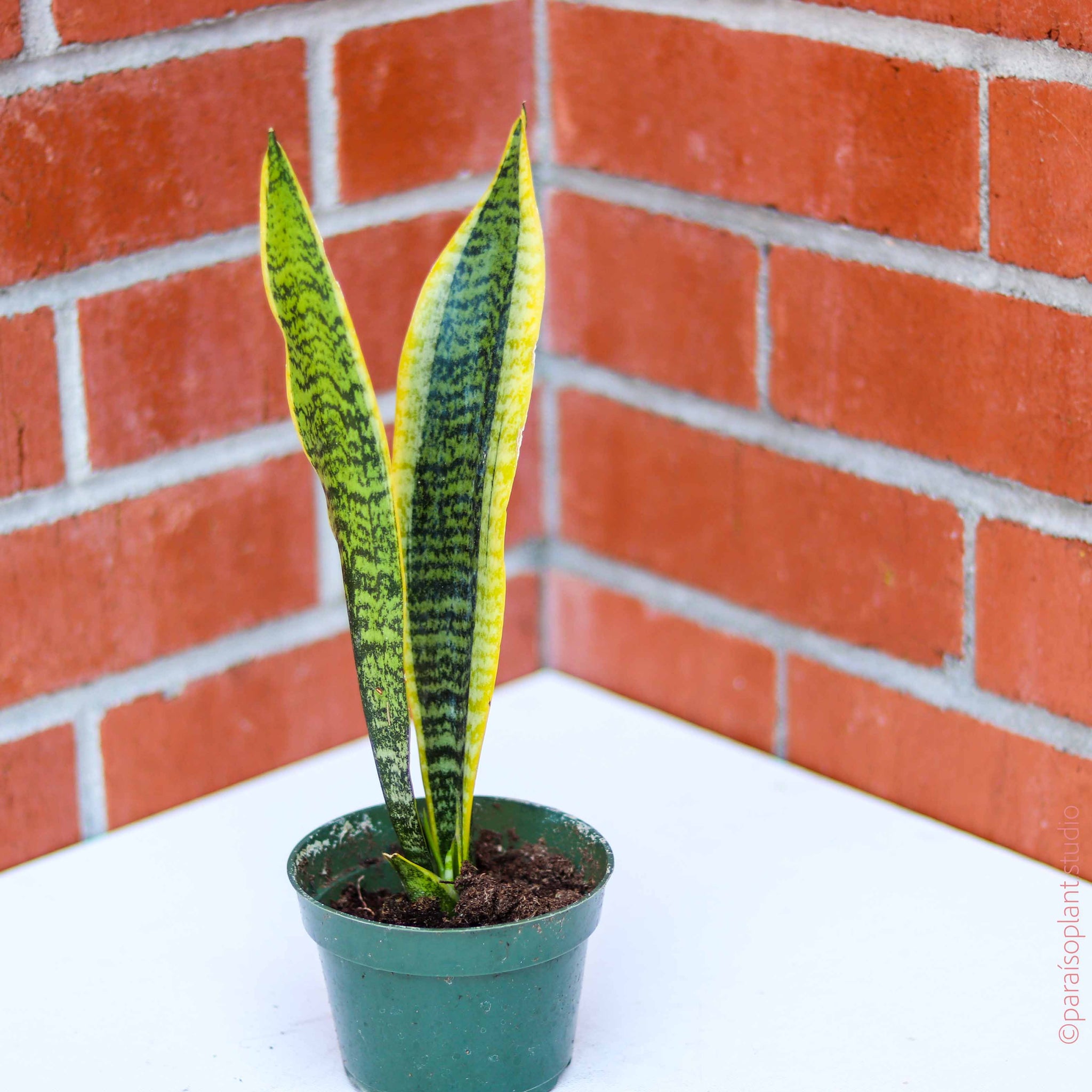 real snake plant for sale near me 4in Sansevieria Laurentii – Paraíso Plant Studio