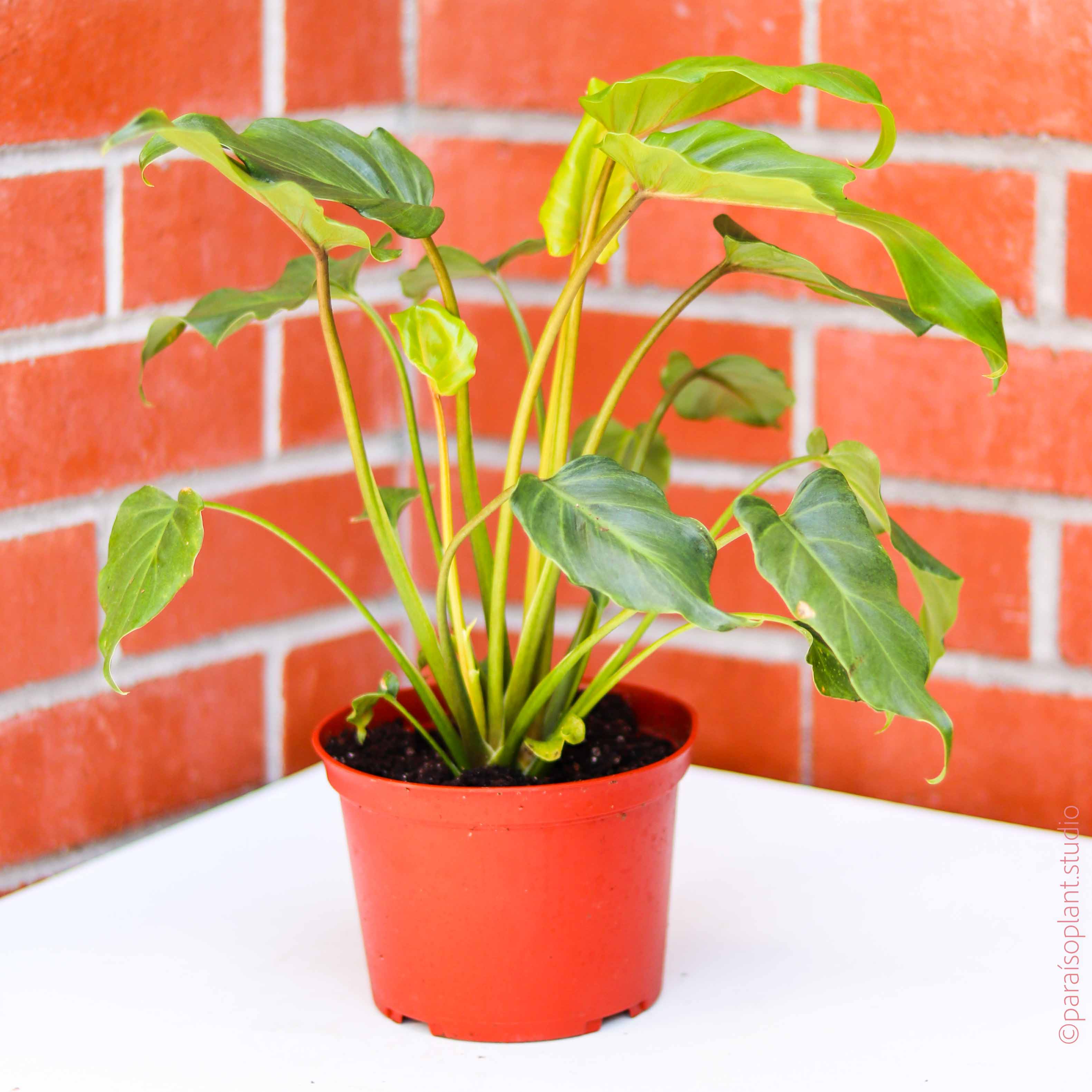 philodendron xanadu soil mix 4in-6in Philodendron Xanadu – Paraíso Plant Studio