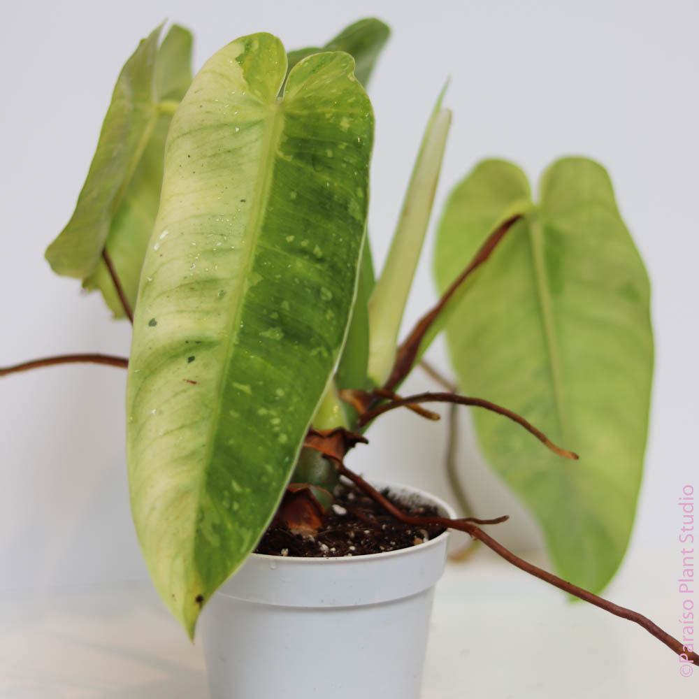 about philodendron jose buono australia 4in Philodendron Jose Buono