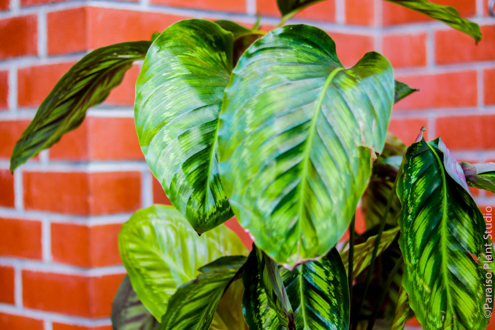 10in Calathea Flame Star – Paraíso Plant Studio