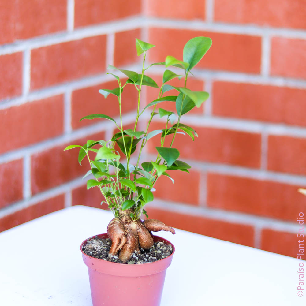 4in Ficus Ginseng