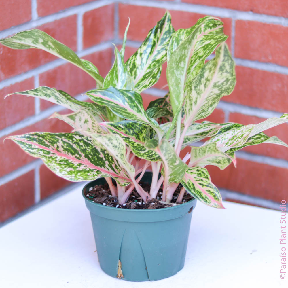 aglaonema dazzling gem 4in-6in Aglaonema Dazzling Gem