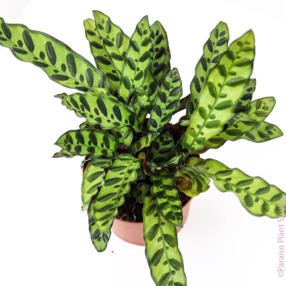 calathea snake plant 6in Calathea Lancifolia "Rattle Snake”