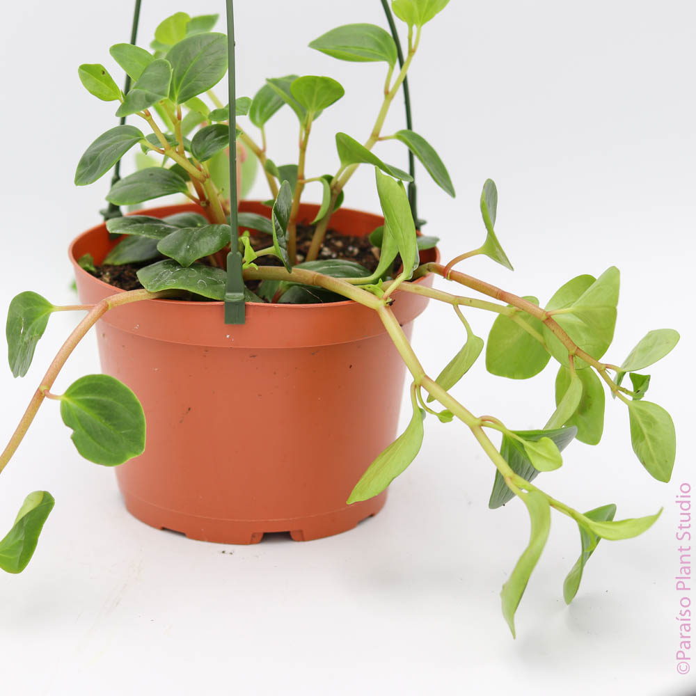 indoor plant with red stems 6in Peperomia Red Stem