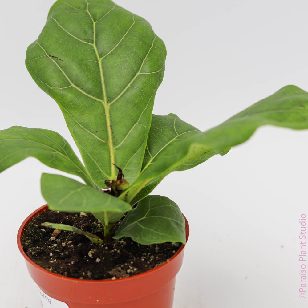 4in Ficus Lyrata 'Fiddle Leaf Fig'