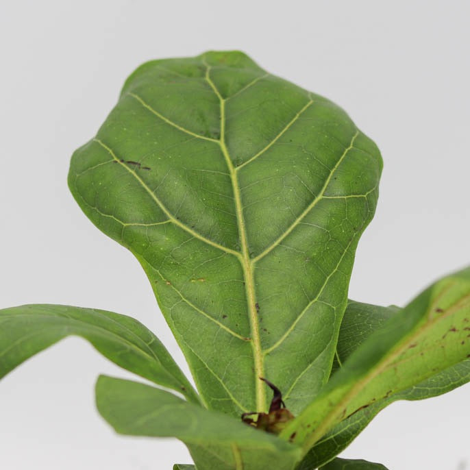 4in Ficus Lyrata 'Fiddle Leaf Fig'