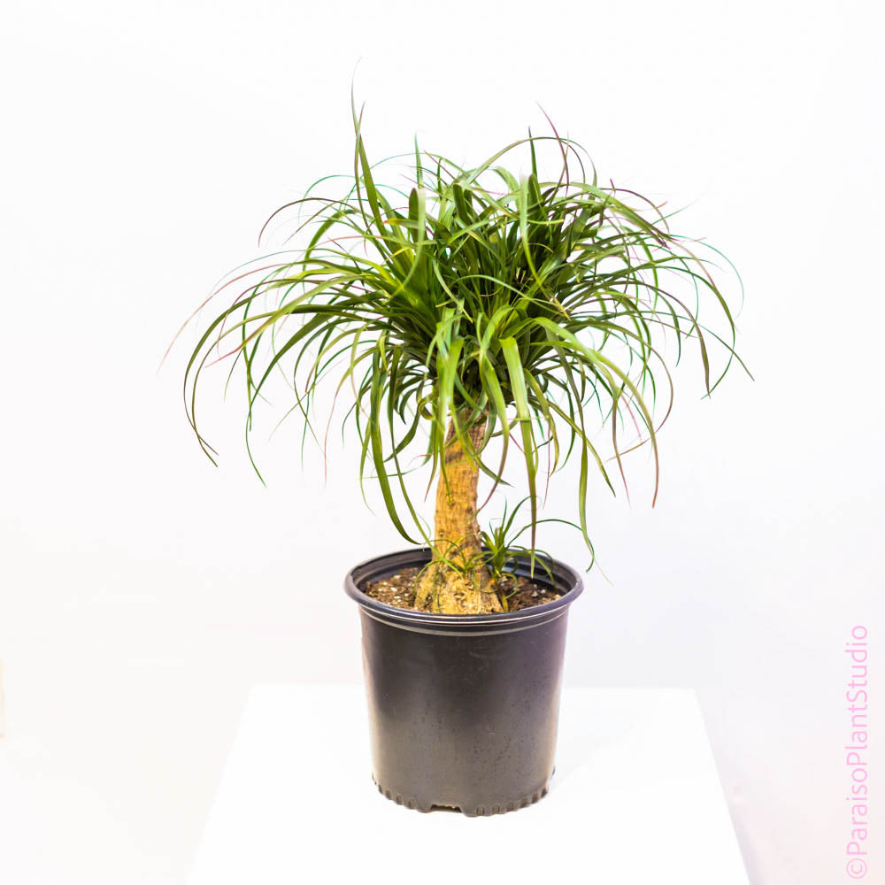 ponytail palm stump 8in-10in Ponytail Stump
