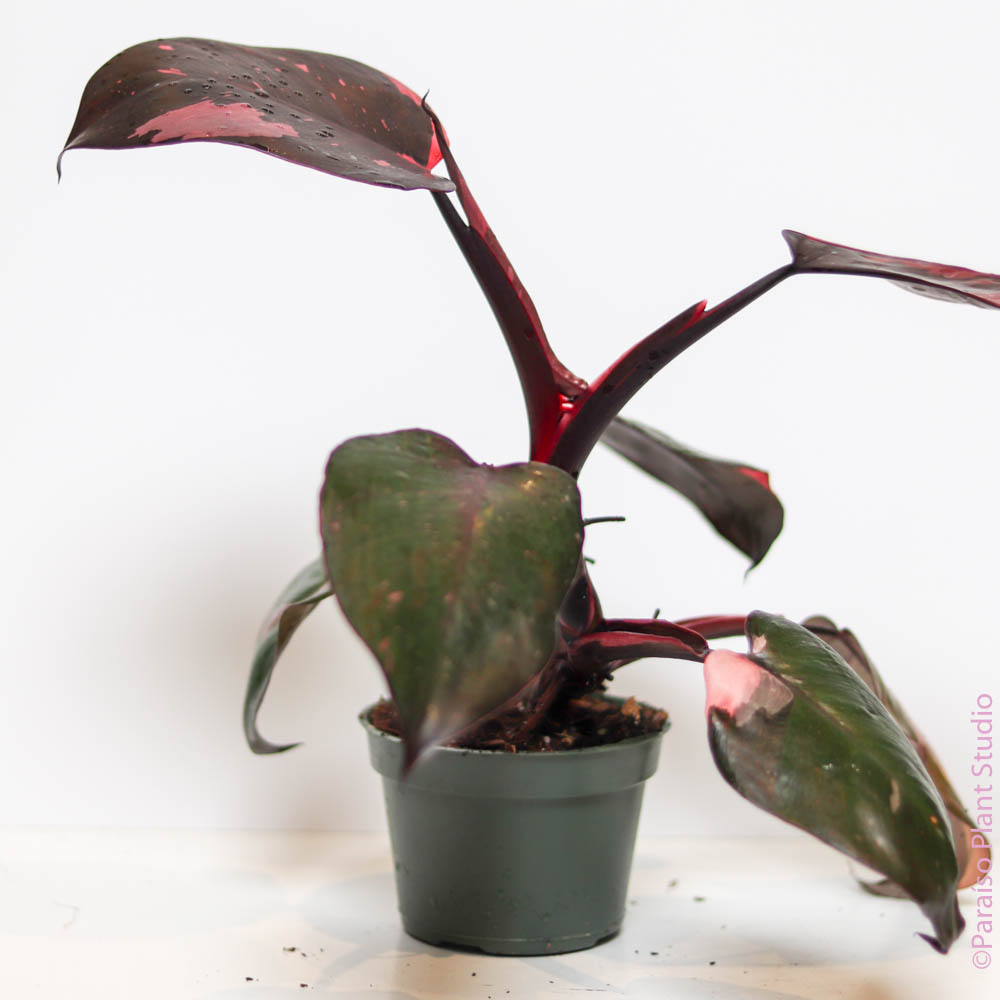 3in-6in Philodendron Pink Princess