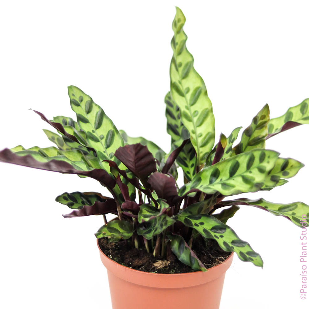 rattlesnake plant toxic snakes 6in Calathea Lancifolia "Rattle Snake” – Paraíso Plant Studio