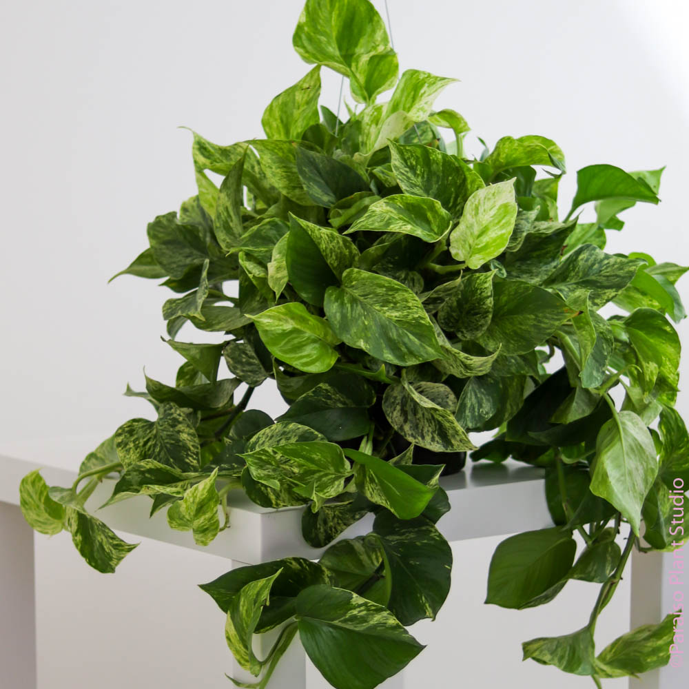 bushy pothos 8in-10in Marble Queen Pothos – Paraíso Plant Studio