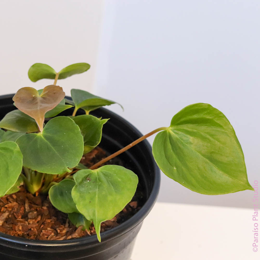 anthurium faustino's giant care 8in Anthurium Faustino's Giant