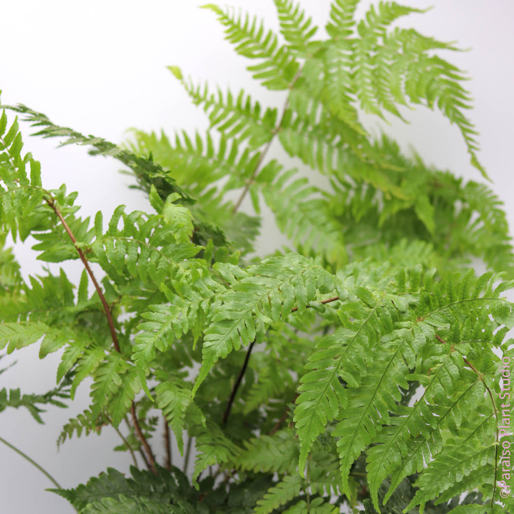 8in Autumn Fern