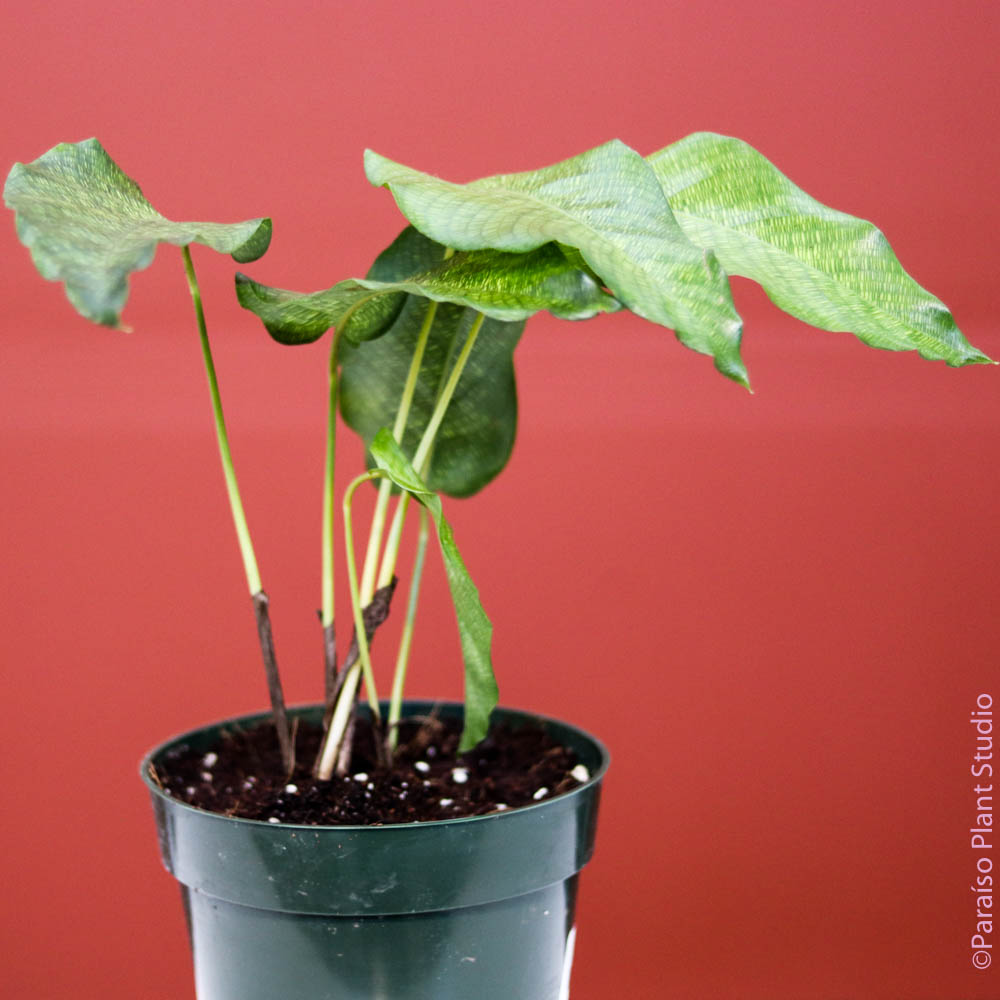 philodendron musaica 6in-8in Calathea Musaica