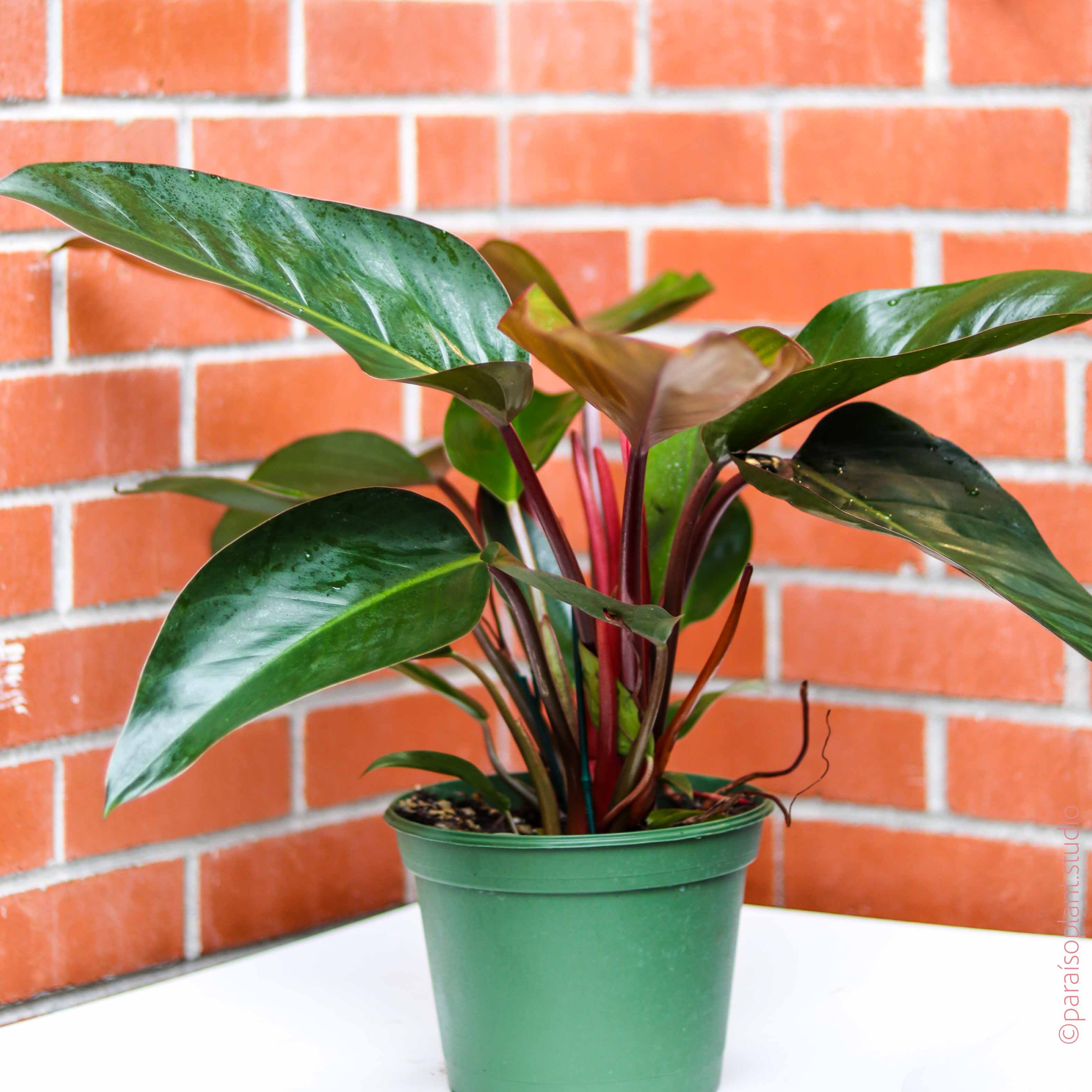 philodendron congo rojo care 8in Philodendron Congo Rojo – Paraíso Plant Studio