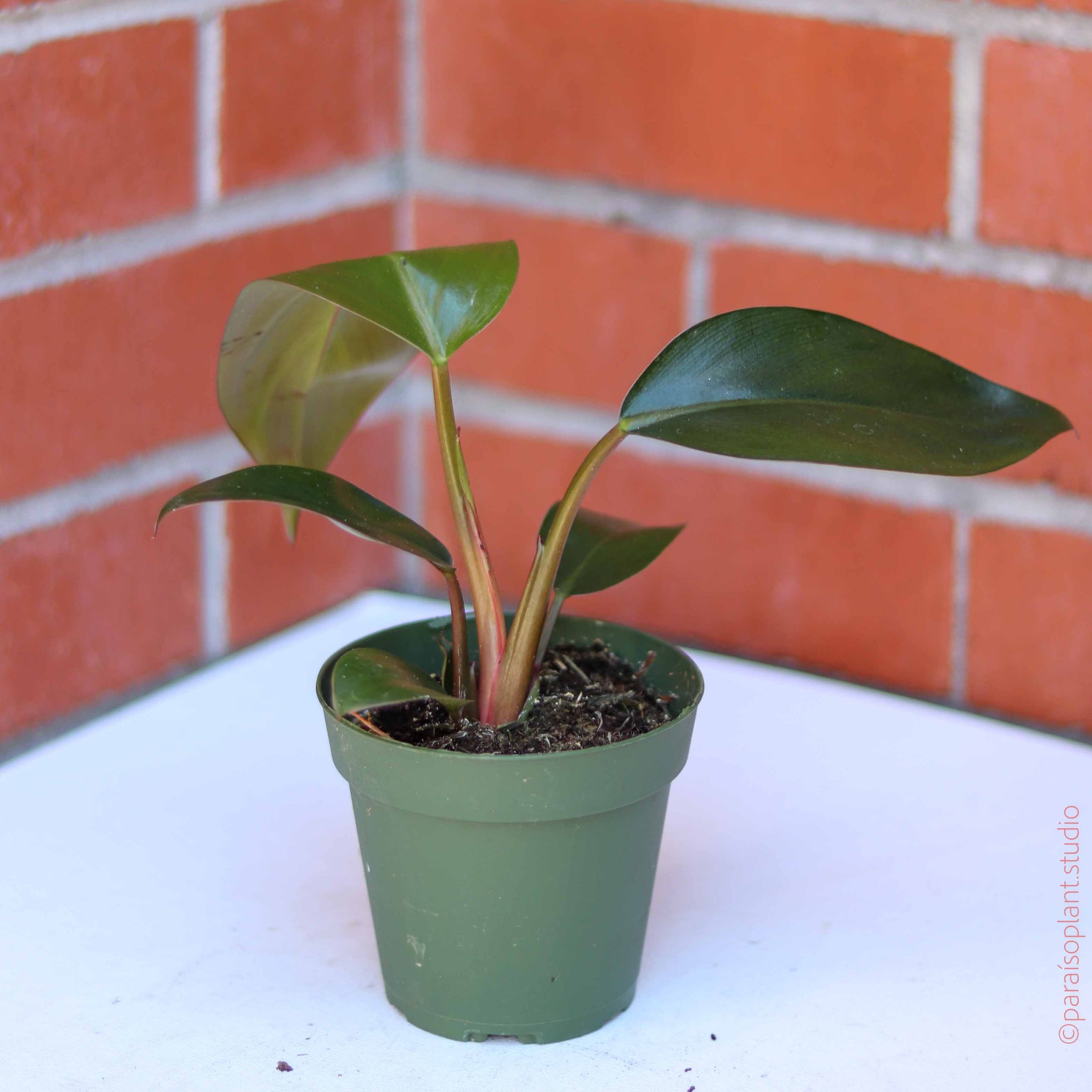 philodendron rojo congo spots on leaves 4in Philodendron Congo Rojo – Paraíso Plant Studio