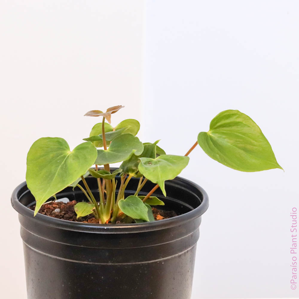 anthurium faustino 8in Anthurium Faustino's Giant