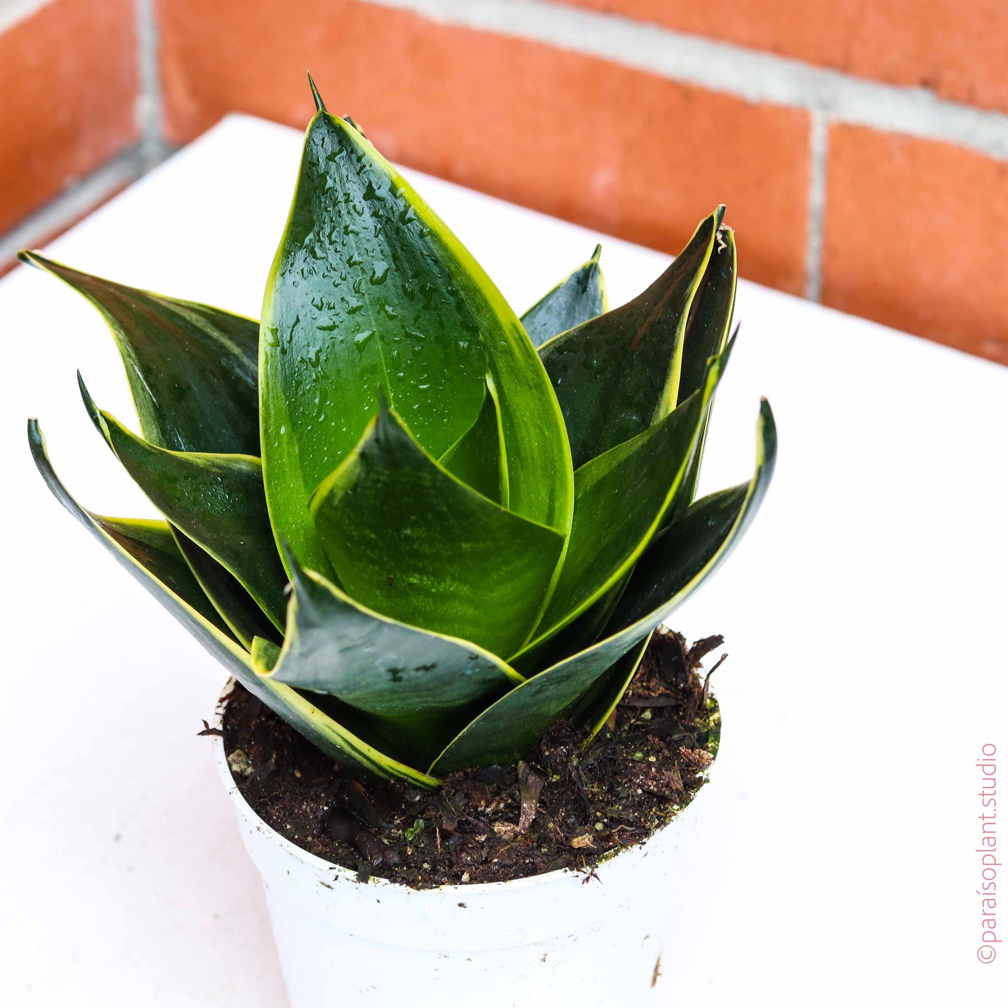 starpower snake plant 4in Sansevieria Star Power