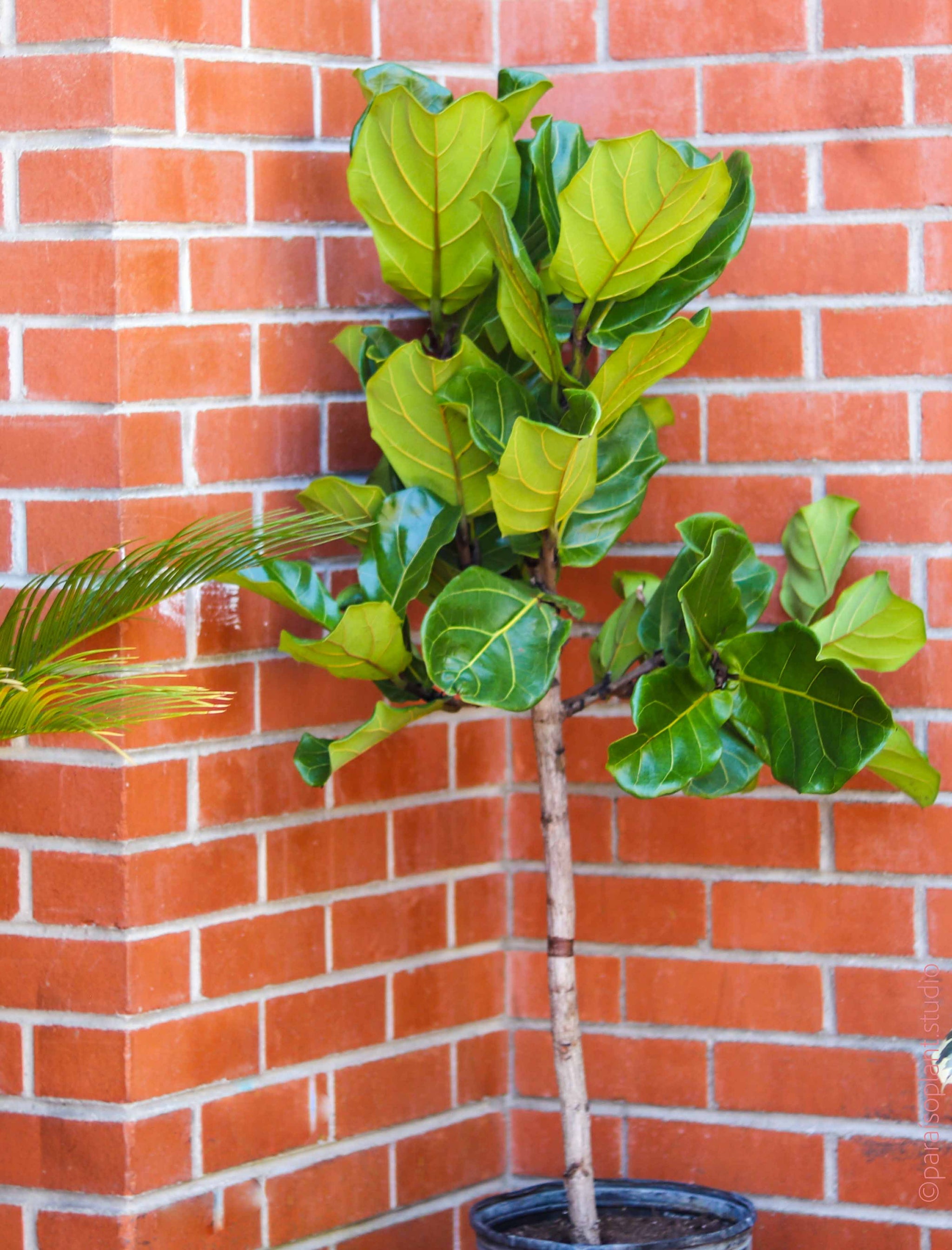 Ficus lyrata (10" / 3' / Col, Bush)