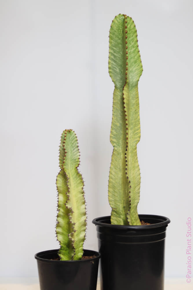 2gal-5gal Euphorbia Ammak 'Variegata'