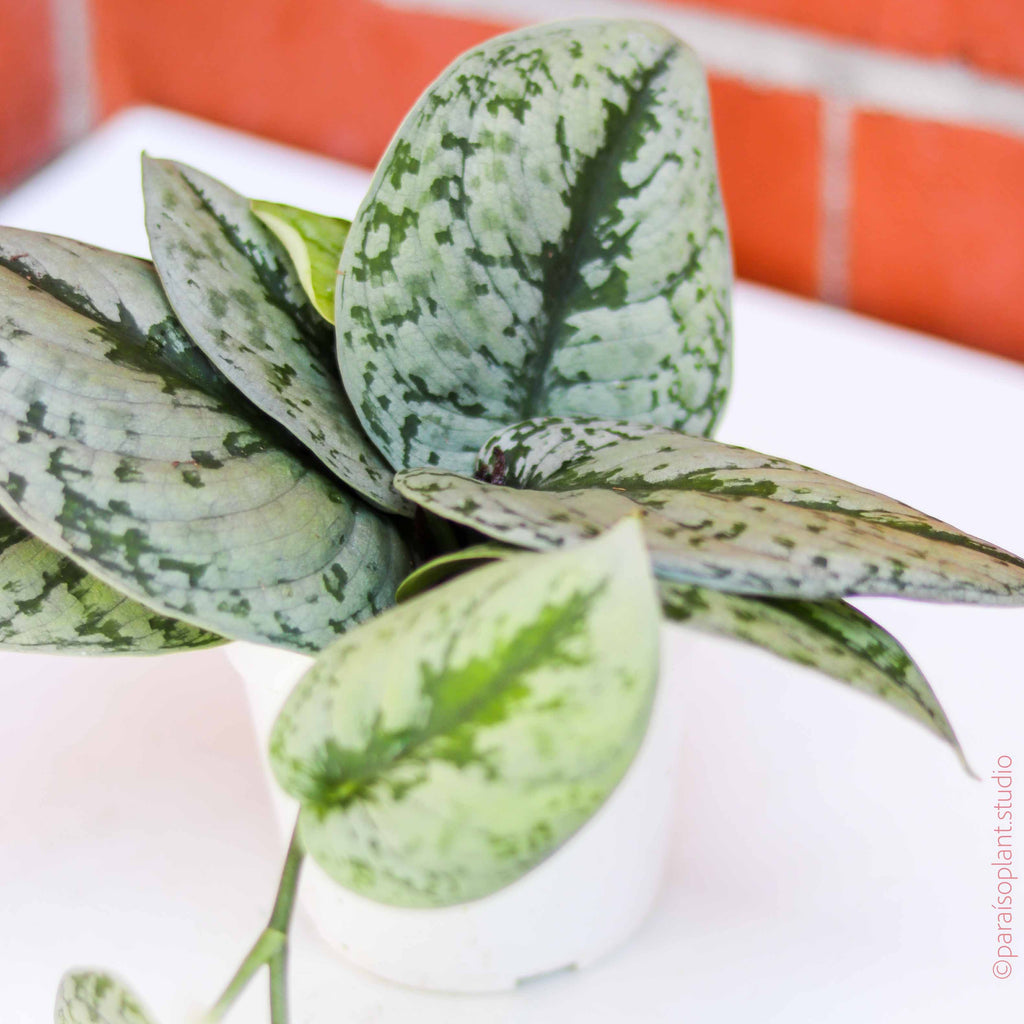 silver splash pothos for sale Silver Splash Pothos - Scindapsus Pictus Exotica 4 Grower Pot - Indoor, Easy to Grow Houseplant