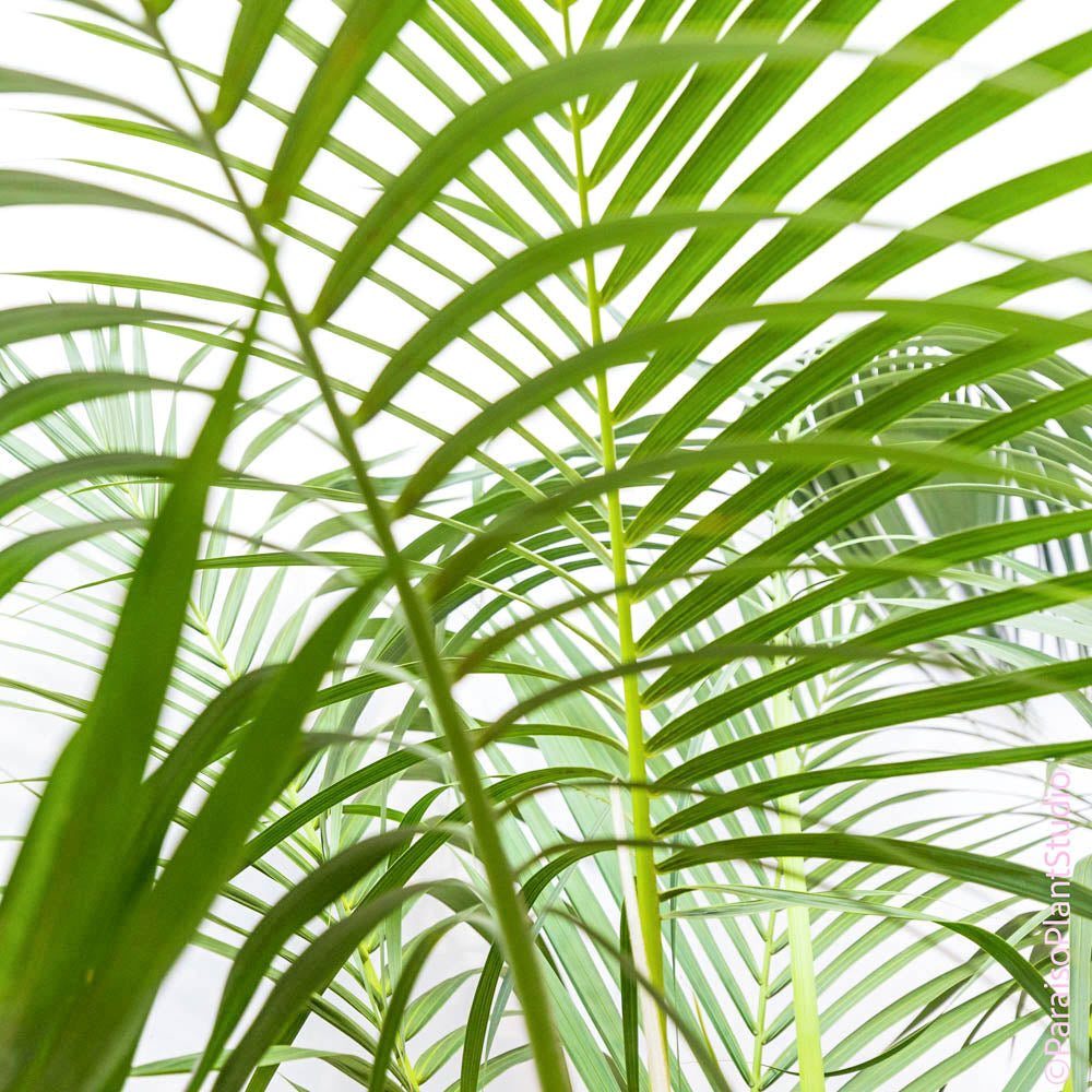 5-10gal Kentia Palm