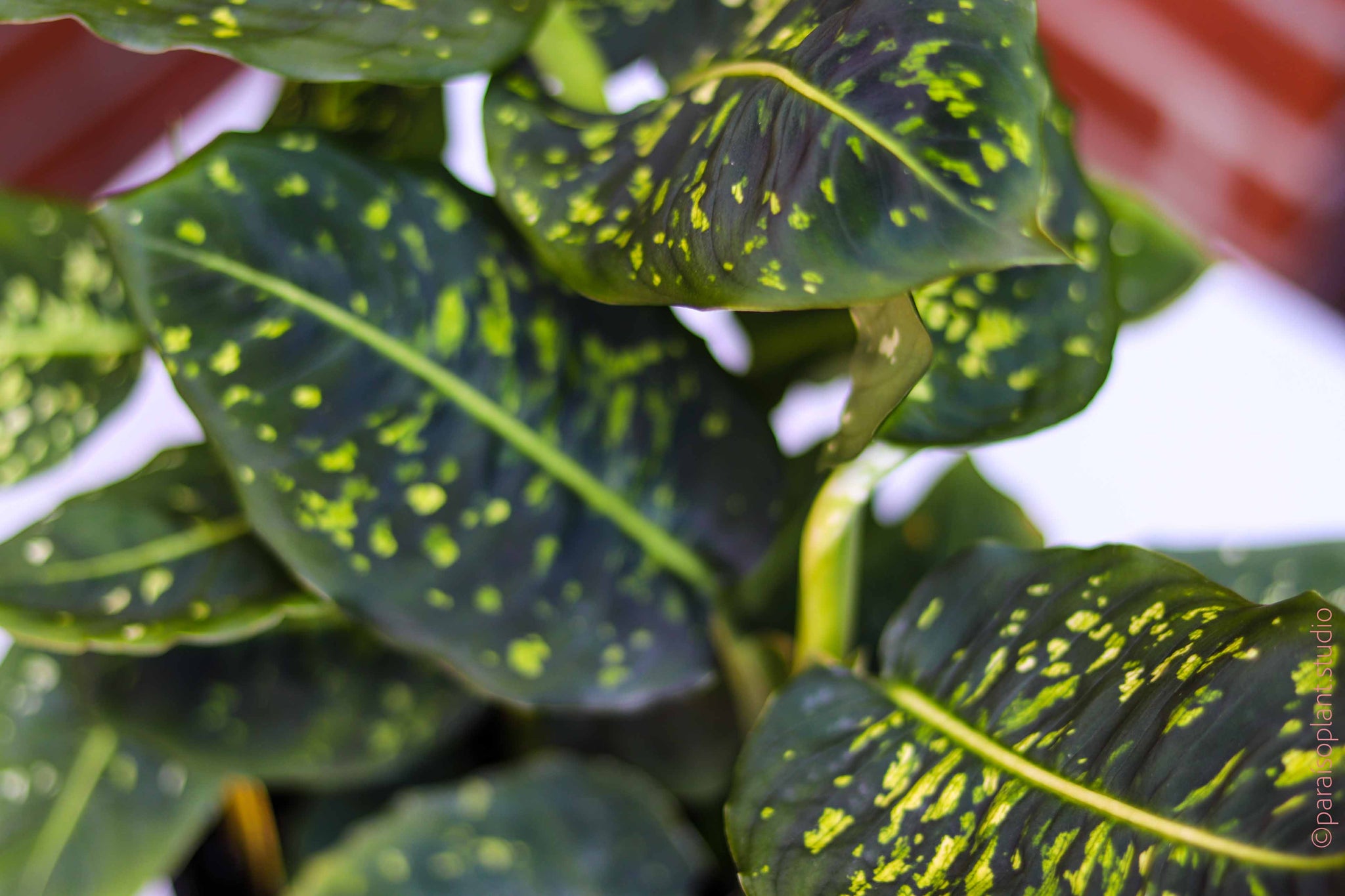 dieffenbachia reflector flower 4in-10in Dieffenbachia Reflector – Paraíso Plant Studio