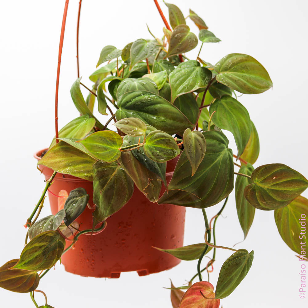 philodendron micans red 6in Philodendron Micans – Paraíso Plant Studio