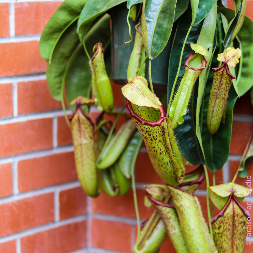 8in Nepenthes Pitcher Plant