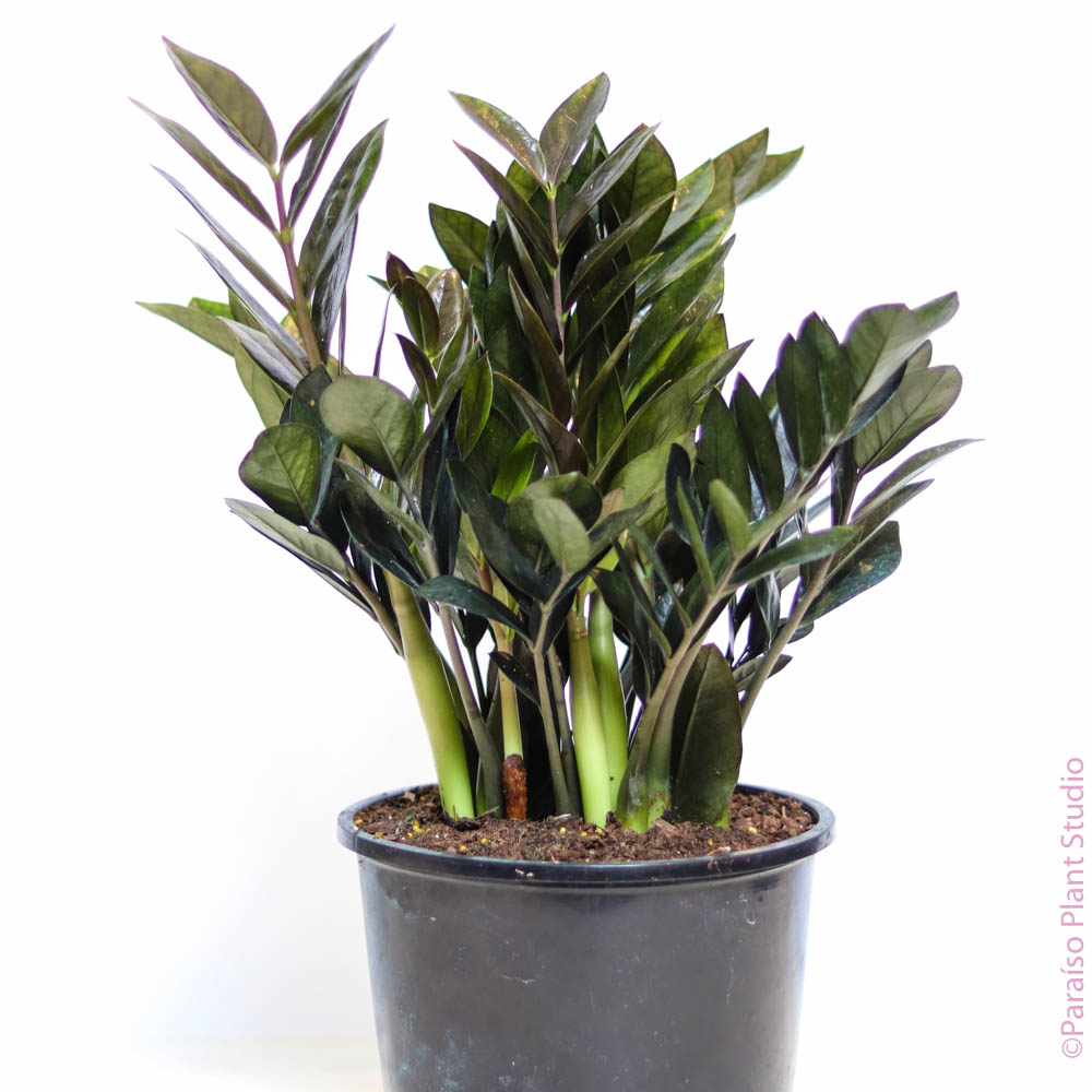 black zz plant pet safe 2gal-10in Black ZZ – Paraíso Plant Studio