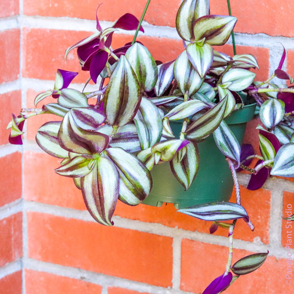 is tradescantia zebrina an indoor plant The Plant Farm Tradescantia Zebrina Purple, 6" Plant