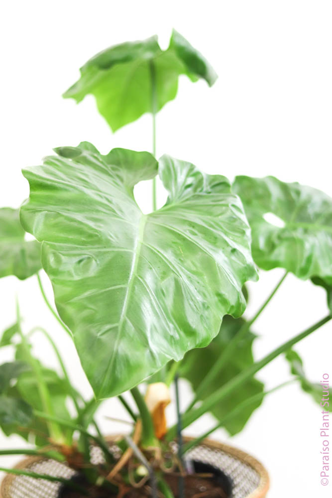 philodendron giganteum light 14in Philodendron Giganteum – Paraíso Plant Studio