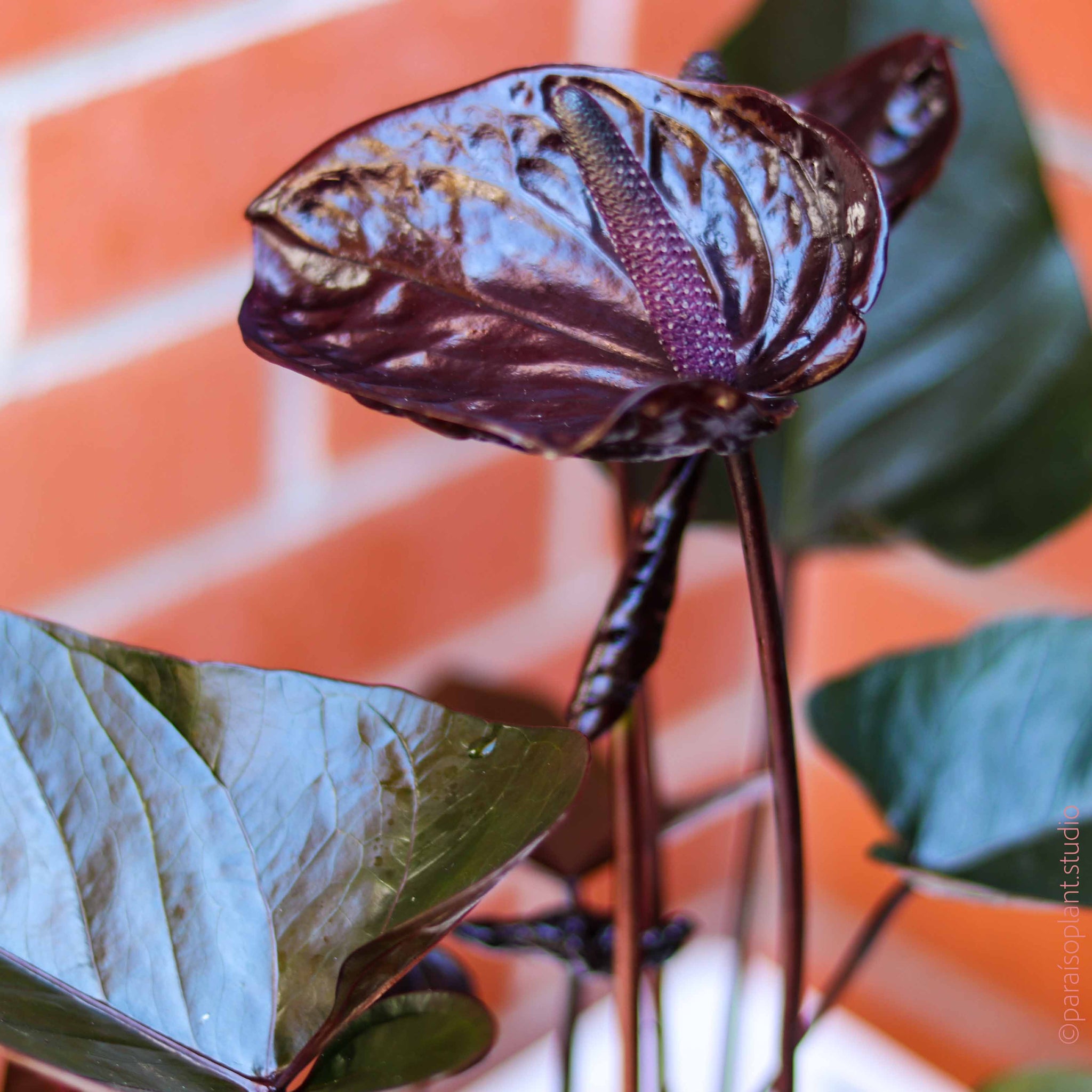 anthurium black cherry 6in Anthurium